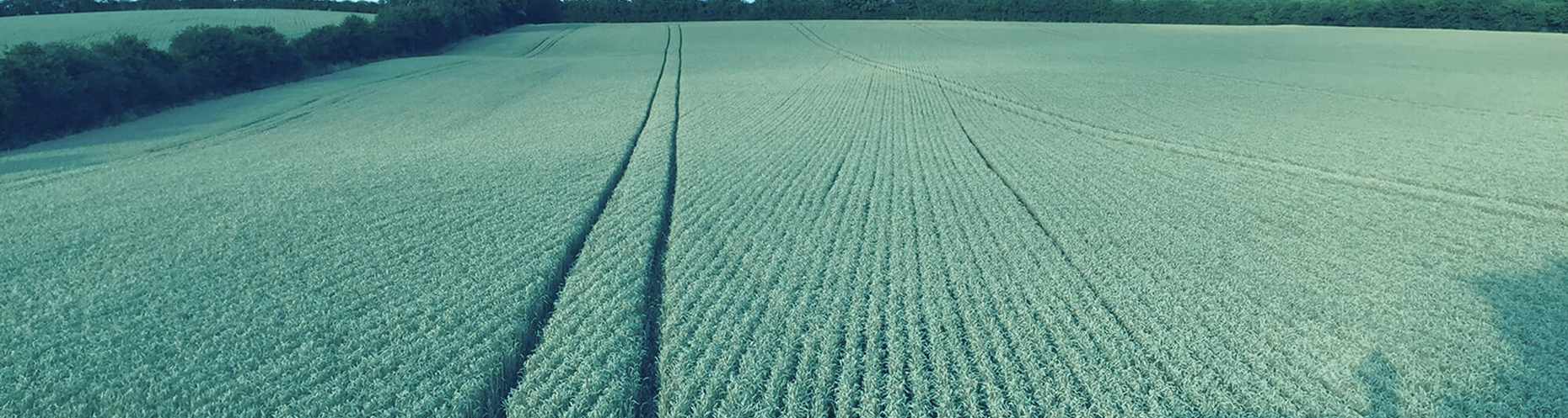 Claydon field
