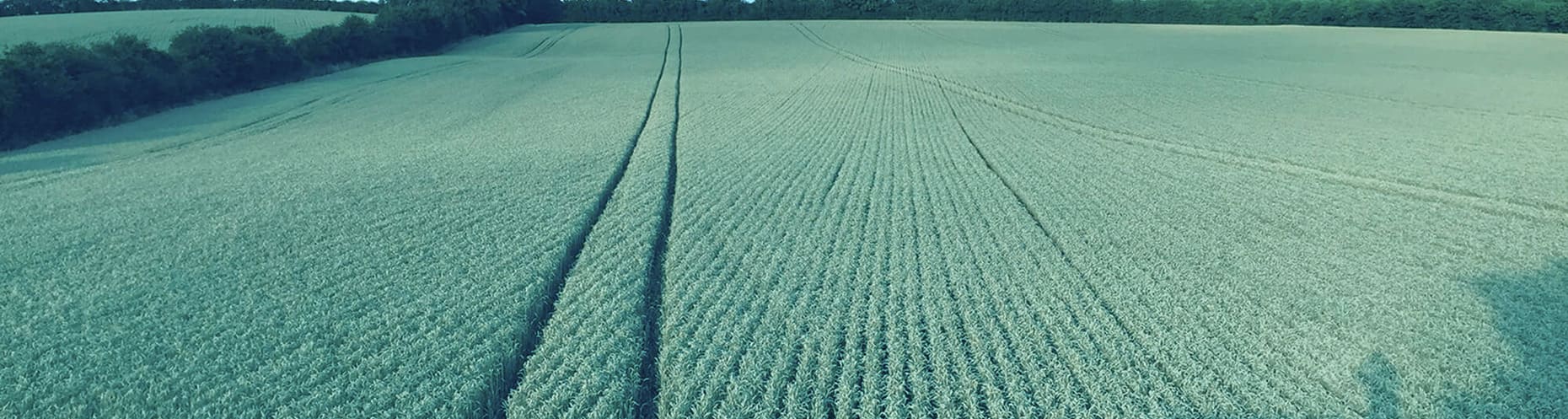 Claydon field